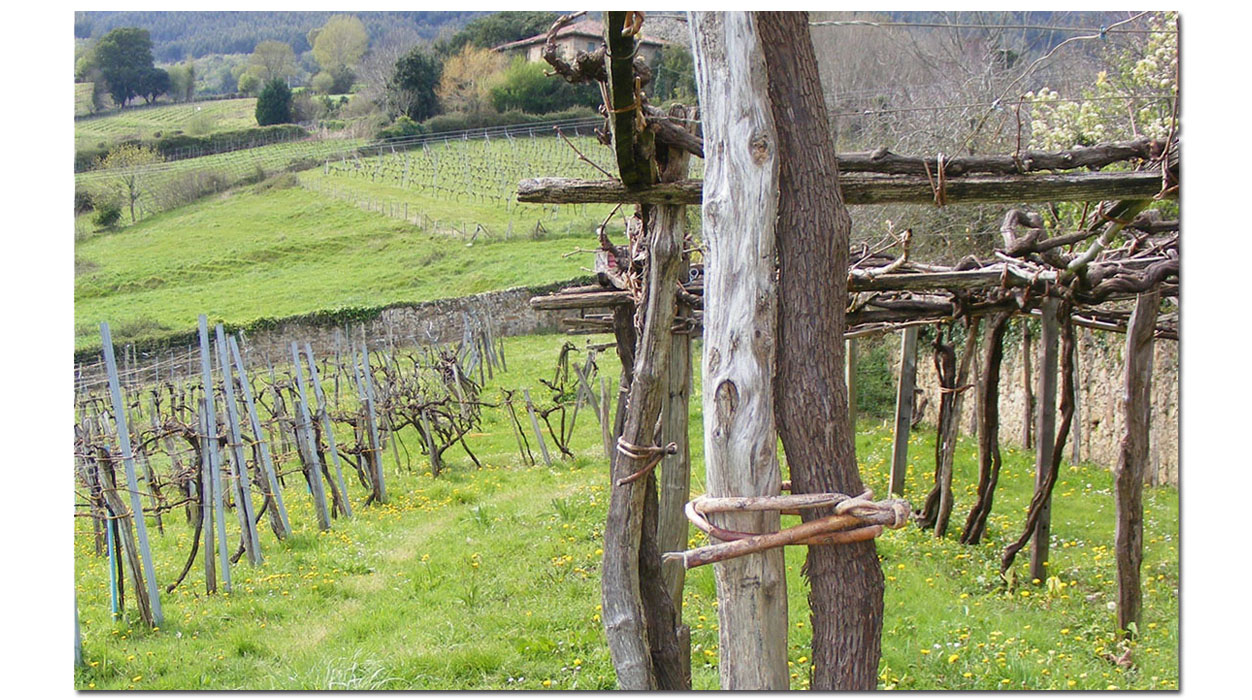 Zabala Txakolina - Bodega de Txakoli - Bakio - Bizkaia