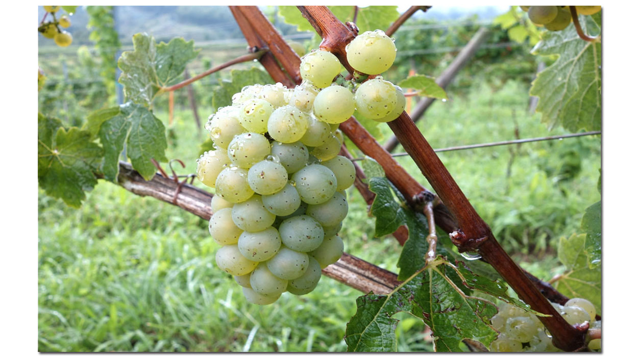 Zabala Txakolina - Bodega de Txakoli - Bakio - Bizkaia